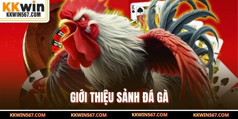 Giới thiệu sảnh đá gà